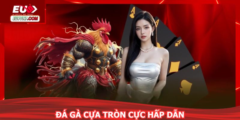 Tận hưởng giải đá cựa tròn cực kỳ mãn nhãn